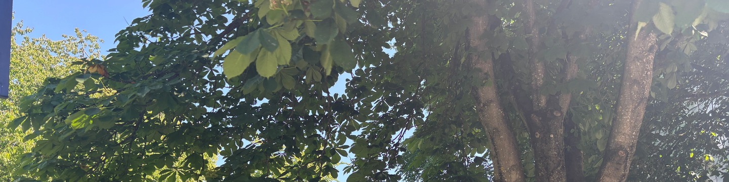 Bilde av Innspurten park